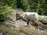 Bighorn Sheep near Aylmer Pass