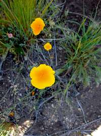 California Poppy