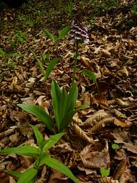 Orchis purpurea HUDS - Bíbor kosbor