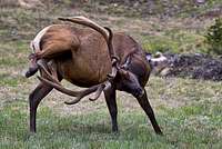 Elk Scratch