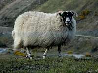 A Sheep in Bridge of Orchy