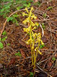 Western Coralroot Orchid