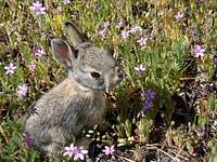 Cottontail Bunny