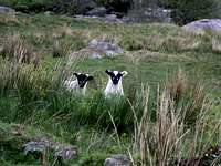 2 inquisitive lambs