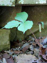 Jack in the Pulpit Growing on the Trail