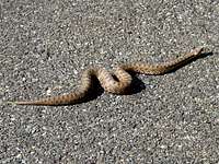 Snake - Viper Aspis