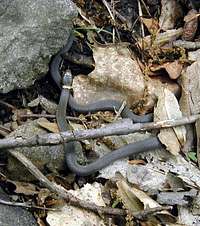 Northern ringneck Snake
