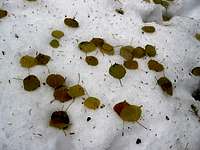 Aspen Leaves on Snow