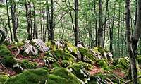 Beech Forest on the way to Aizkorri