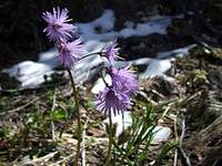 Soldanella alpina ...