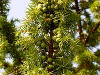 Juniper fruits (Boróka bogyók)