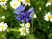 Blue Cornflower (Centaurea cyanus)