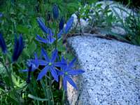Sierra Camas Lily