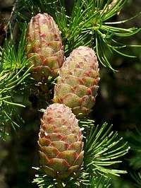 Pine Cones of European Larch Tree