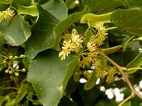 Tilia cordata (Kislevelû hárs)