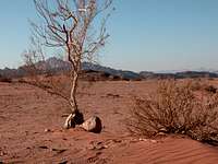 Resting life in desert