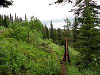 Trail on Mount Kit Carson