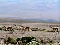 Vicuñas, on the High Plain