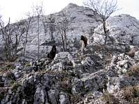 Belgian sheperds as mountain goats