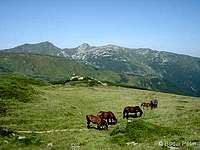 Horses in Rodnei Mountains
