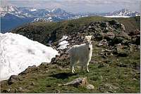 Buffalo Mountain Goat