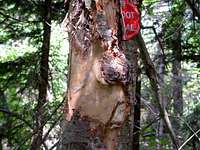 Bear Clawed Tree