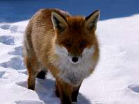 The Fox (Gran Paradiso)