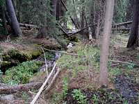 swampy area on Garner Cr trail