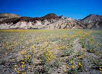 Wildflowers & Death Valley Eroded Badlands