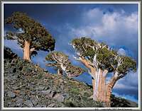 Sierra junipers & cumulus