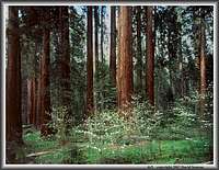 Giant Forest & dogwood