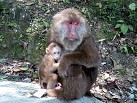 Monkeys of Emei Shan