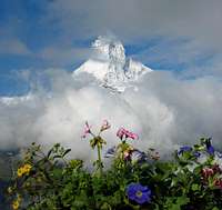 Matterhorn and Flowers