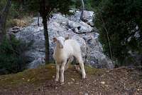 a local lamb