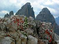 Tre Cime di Lavaredo (Drei Zinnen) from Monte Paterno