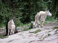Goat Family