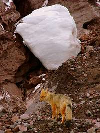 Andean wolf (fox) at Cotopaxi's glacier.