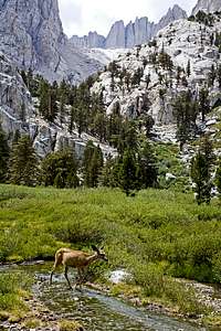 DEER AND MT. WHITNEY