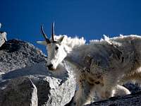 Mount Stuart Goat