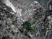 Lone Tree In Himalayan Limestone Ravine
