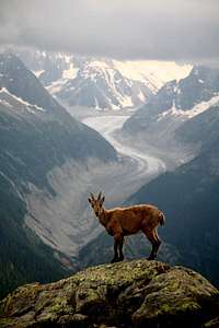 baby ibex and  the Mer de Glace.