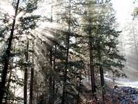Winter Sun through Pines