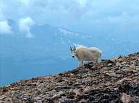 Goat on Mt Sherman
