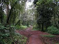 Trail above Machame