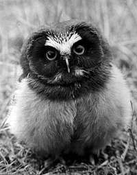 juvenile Saw Whet Owl