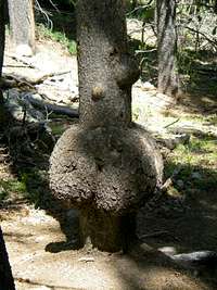 Butt Tree