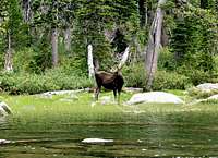 Moose at Pyramid Lake