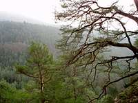 On the summit of the Kumbtfels : pines !