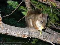 Grand Teton Squirrel