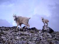 Mountain goats in the Enchantments, July 2007
